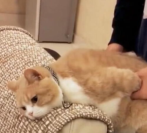偷吃零食的猫下载手机版2024正版更新版-偷吃零食的猫中文版安卓下载v.2.12 偷吃零食的猫下载手机版2024正版更新版-偷吃零食的猫中文版安卓下载v.2.12